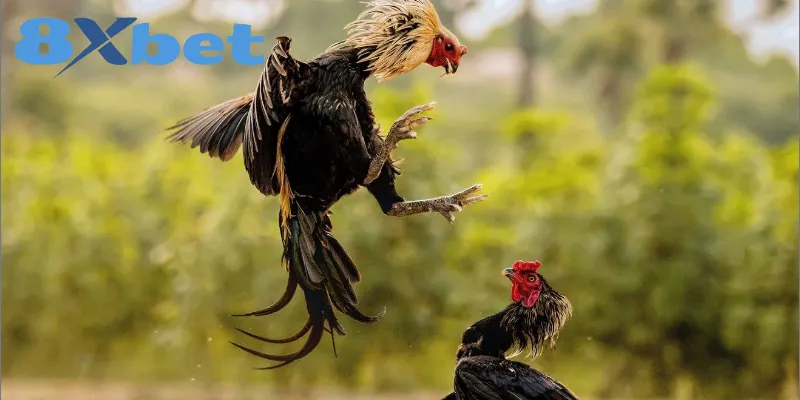 Tiêu chí quan trọng để chọn nền tảng đá gà uy tín